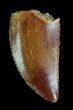 Serrated, Raptor Tooth - Morocco #72634-1